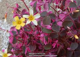 It's the time to remove excess leaves, take cuttings for propagation, and freshen up the potting mix. Photo Of The Bloom Of Wood Sorrel Oxalis Plum Crazy Posted By Valleylynn Garden Org