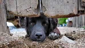 Maus-tratos a animais disparam no Brasil e expõem falhas na punição aos agressores