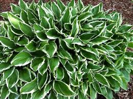 Check spelling or type a new query. Pin By Melanie Mccormick On Flowers Gardening I Love Front Flower Beds Full Sun Garden Flower Bed Designs