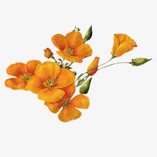 Yellow Flowers Vector Flower Aesthetic Plant Aesthetic Vector Flowers