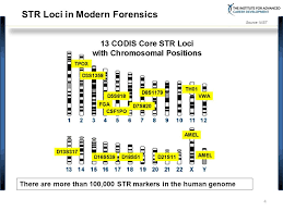The Basics Of Codis Combined Dna Index System Ppt Video Online Download