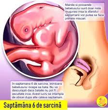 In primele 20 de saptamani de sarcina, prin ecografie se pot depista multe malformatii fetale ce diferente sunt intre diferitele tipuri de ecografie in sarcina? Saptamana 6 De Sarcina O Noua Inima Incepe Sa Bata Video Desprecopii Com