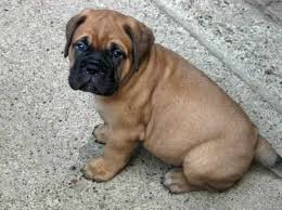 Our standards for mastiff breeders in indiana were developed with leading veterinarians and animal welfare experts. Bull Mastiff Puppies For Adoption Petsidi
