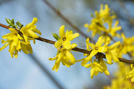 Check spelling or type a new query. Forsythia A Beautiful Spring Bush With Yellow Flowers Stock Photo C Pixelman 5481917 Stockfresh