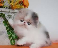 They are more than happy to spend the day cuddled up in your lap. Persian Cat Kitten Price In Pakistan Kittens Cutest Cute Cats And Dogs Cats