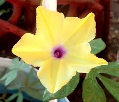 Image result for Ipomoea tuberculata