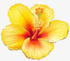 Check spelling or type a new query. Tropical Orange Hibiscus Png Yellow Hibiscus Shower Curtain Transparent Png 600x511 Free Download On Nicepng