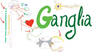 A group of nerve cells all together is called a ganglion. What S A Ganglion Autonomic Nervous System Physiology Youtube