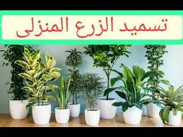 وصفه لتسميد الزرع المنزلى من مكونات موجوده فى كل بيت Fertilization Of Domestic Implantation Youtube