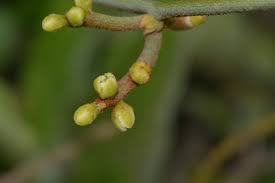 Image result for Cassytha pondoensis