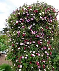 Image result for Thunbergia annua