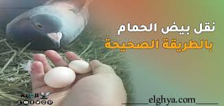 Check spelling or type a new query. Ø·Ø±ÙŠÙ‚Ø© Ù†Ù‚Ù„ Ø¨ÙŠØ¶ Ø§Ù„Ø­Ù…Ø§Ù… Ù…Ù† Ù…ÙƒØ§Ù† Ù„Ø¢Ø®Ø± Ø¯ÙˆÙ† Ø£Ù† ÙŠÙØ³Ø¯ Ø§Ù„ØºÙŠØ©