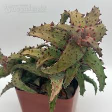 Image result for Aloe canis
