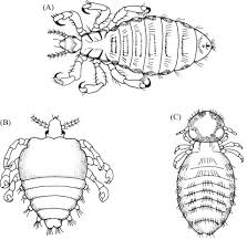 Image result for what do Mallophaga look like in dog fur
