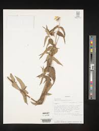 Image result for Aspilia pluriseta