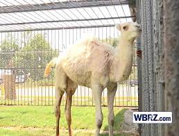So.do you tip the gas station attendant? Camel Sits On Woman S Face She Teaches Him A Lesson Radio Gunk