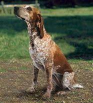 Pin On Beagle Dogs