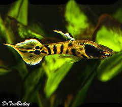 Premium Rare Male Tiger Endlers Livebearer 75 To 1 Long Fish Tropical Fish Guppy Fish