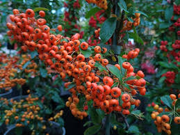 Image result for Pyracantha