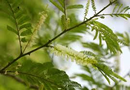 Image result for Acacia ataxacantha