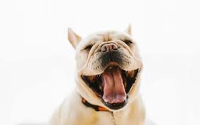 Is a form of the latin given name hadrianus. The Top 50 Tough Dog Names For Boy And Girl Dogs In 2020 The Dog People By Rover Com