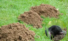 Piège bélisle 120 super x est le piège a martre par excellence comme tous les pièges bélisle il est le plus sécuritaire de ça catégorie, léger, facile d'utilisation, avec un câble d'attache et virole, et le moins cher de ça catégorie dans les pièges certifier pour la martre. Comment Se Debarrasser Des Taupes Dans Le Jardin