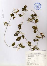 Image result for Dolichos trilobus