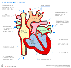 Interior View Of The Human Heart Heart Anatomy Interior View Diagram Heart Anatomy Diagram Human Heart Anatomy Heart Diagram Human Heart Diagram