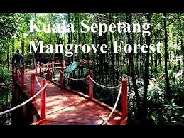 Kuala sepetang eco track operates in mangrove forest which boasts 28 true mangrove species and 13. Matang Mangrove Forest Reserve Taiping Destimap Destinations On Map