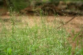Image result for Eragrostis viscosa