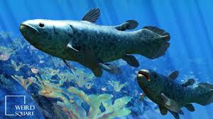 New population of coelacanth discovered. Coelacanth Amazing Facts First Evolved Almost 400 Million Years Ago Youtube