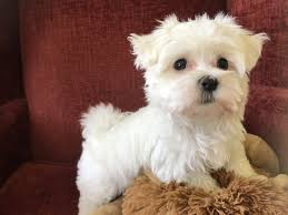 Labs are are frequently used as guide dogs or to provide aid for the disabled or as therapy. Maltipoo Or Maltese Poodle Mix For Sale In Ocala Florida Micheline S Pups