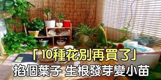 喜歡養花的人有很多 而且很多花友經常會去花卉市場花店買一些花花草草 然後養到家裡的客廳窗檯 卧室里 這樣能夠讓家裡變得生機盎然 而且植物在生長過程中也能夠釋放氧氣 凈化空氣 今天給大家分享 其實對於常見的10種花卉 不一定要購買盆栽 有時候掐上幾個葉片