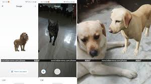 There is a popular feature on google known as google 3d the use of the tiger view in 3d ar allows you to see the full scale of the object and also relevant information that can't be found from just a simple picture. Google 3d Animals How To See Dog Tiger Duck Birds In Your Living Room On Android Ios Apps News India Tv