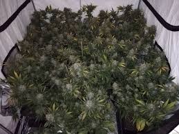 Critical mass is a indica cannabis strain. Strain Gallery Critical Mass Mr Nice Seedbank Pic 30041933412278188 By Zvalanec