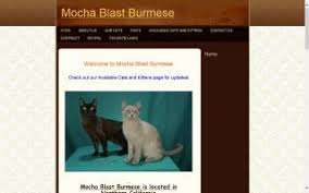 Lapd (tica) maine coon more. California Burmese Cat Breeders Directory O Kitty