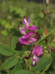 Image result for Stolzia repens