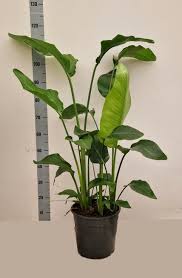 Image result for Strelitzia alba