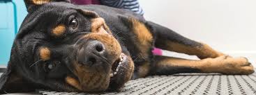 Myofascial Trigger Points In Veterinary Patients Todays