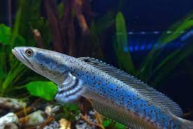 Arwana merupakan salah satu jenis ikan yang cukup banyak digemari para pencinta ikan hias. Ramai Ikan Hias Mirip Ikan Gabus Seharga Motor Ini Penjelasannya Halaman All Kompas Com