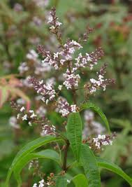 Image result for Aloysia citrodora