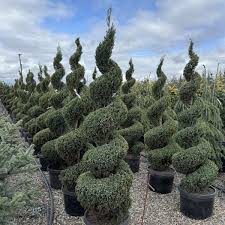 Image result for spiral cut juniper trees