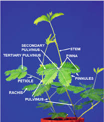 Image result for Mimosa pudica