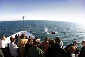 San diego 3 hr whale watching tour. San Diego Whale Watching Coupons See The Whales Save