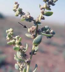 Image result for Suaeda sp. B