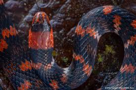 Image result for Atractus multicinctus