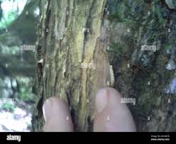 Image result for Scolopia mundii