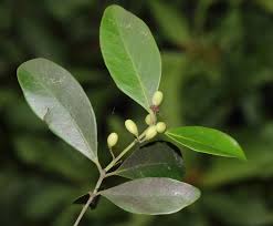 Image result for Pleurostylia capensis