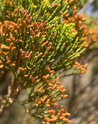 Image result for Callitris