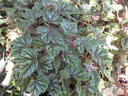 Image result for Begonia pulcherrima